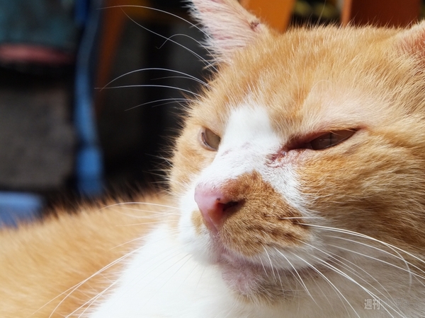 847ベストバイ_F600EXR