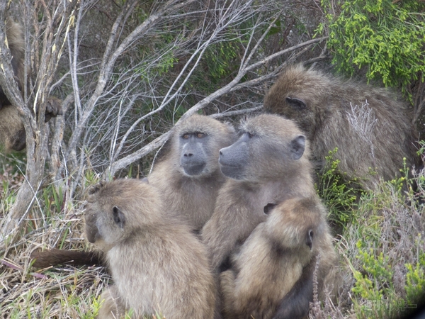 世界一周　南アフリカ