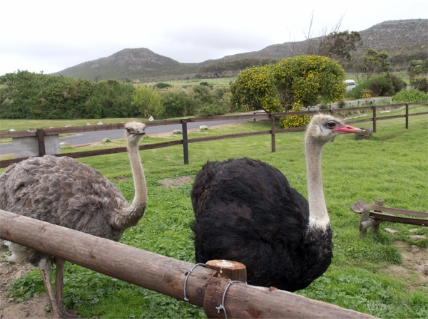 世界一周　南アフリカ