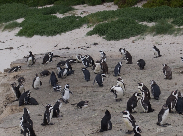 世界一周　南アフリカ