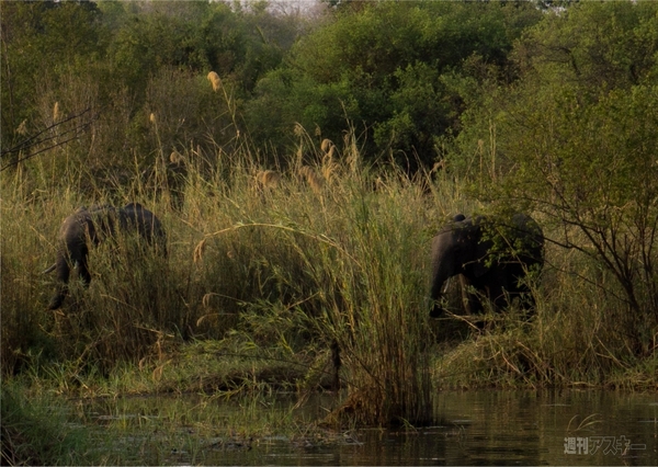 世界一周　ジンバブエ