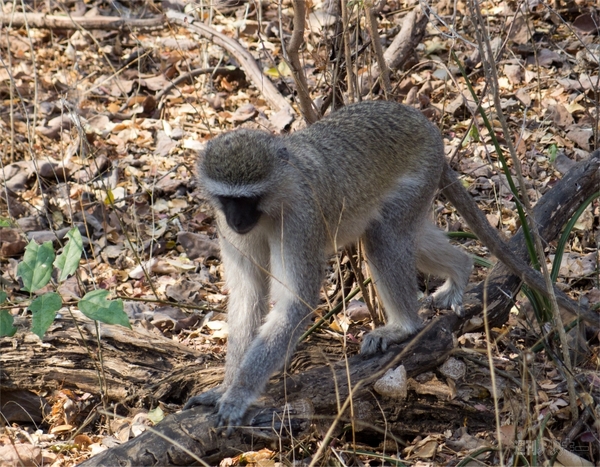 世界一周　ジンバブエ