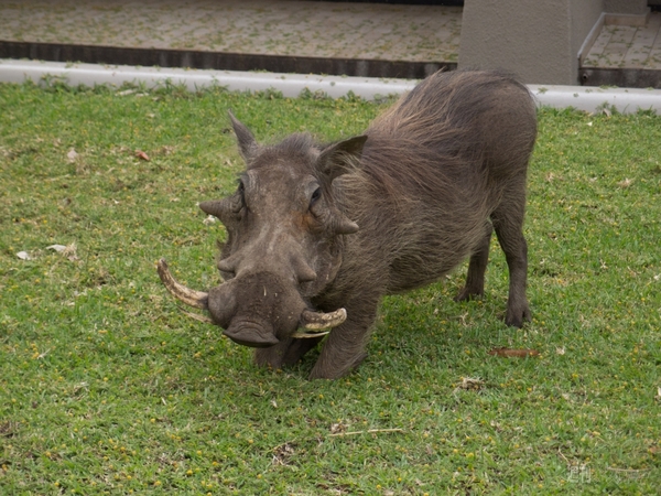 世界一周　ジンバブエ