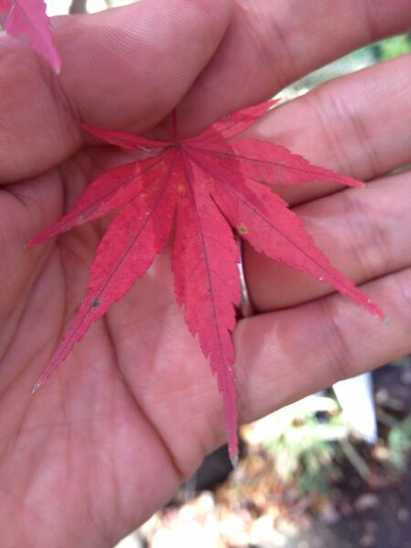 【カメラ画質編】iPhone 4SとGALAXY NEXSUSを比較してみた