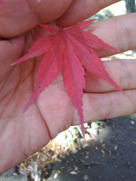 【カメラ画質編】iPhone 4SとGALAXY NEXSUSを比較してみた