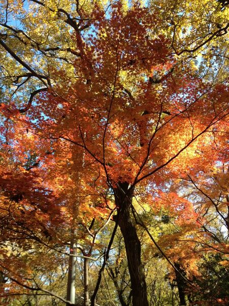 【カメラ画質編】iPhone 4SとGALAXY NEXSUSを比較してみた