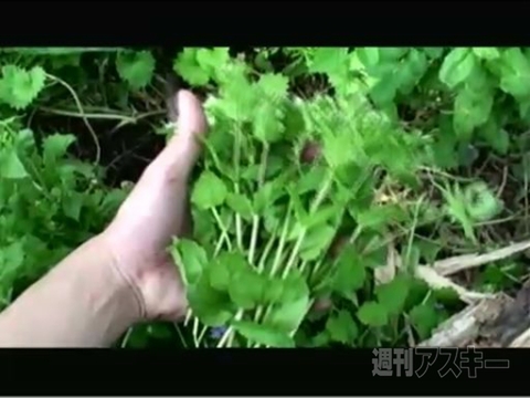 ニコニコ超会議のカンファレンス