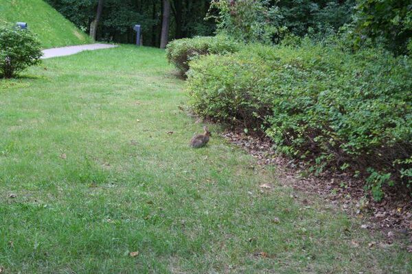 引越し記念！ よりぬき東京カレー日記（５） 鉱石ラジオとアインシュタイン
