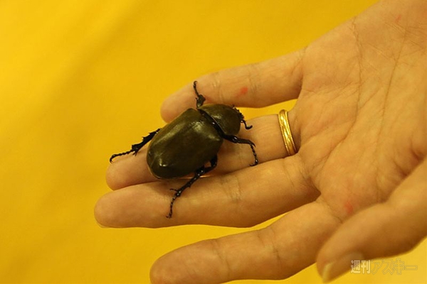 ニコニコ町会議佐賀