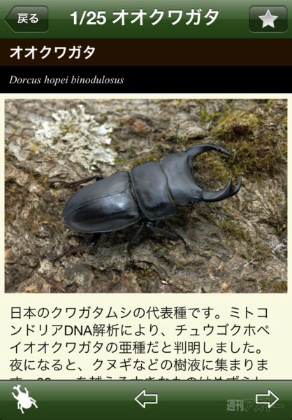 『世界のカブト・クワガタ図鑑』