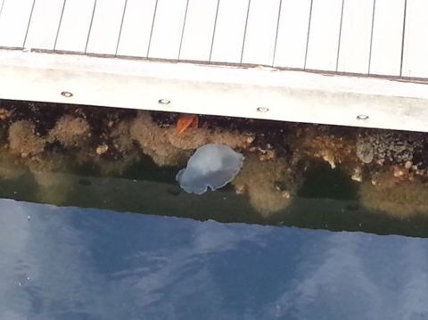 GALAXY S IIIのカメラ機能