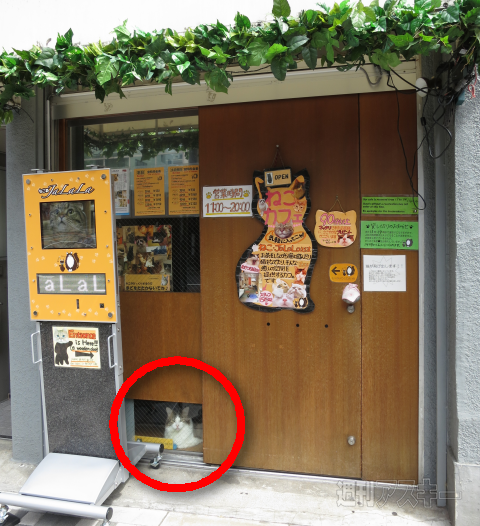 ネコカフェ行ってきた