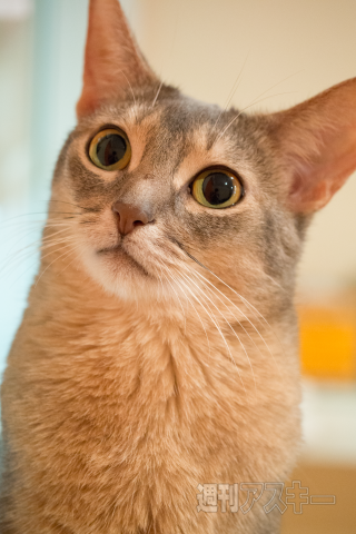 ネコカフェ行ってきた