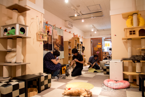 ネコカフェ行ってきた