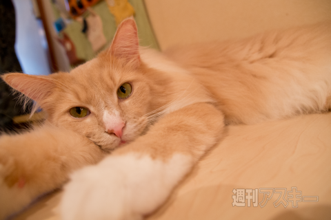 ネコカフェ行ってきた