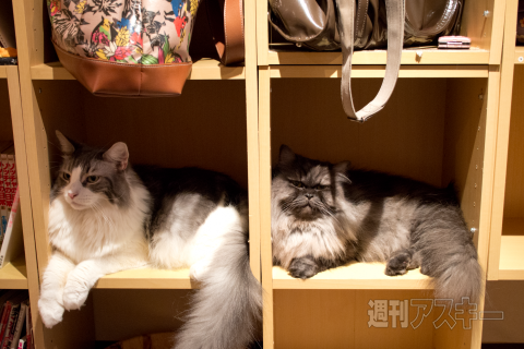 ネコカフェ行ってきた