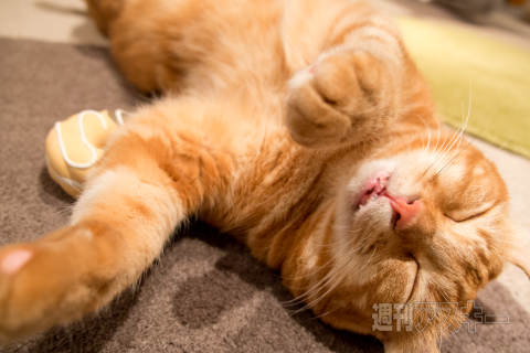 ネコカフェ行ってきた