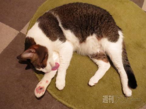 ネコカフェ行ってきた