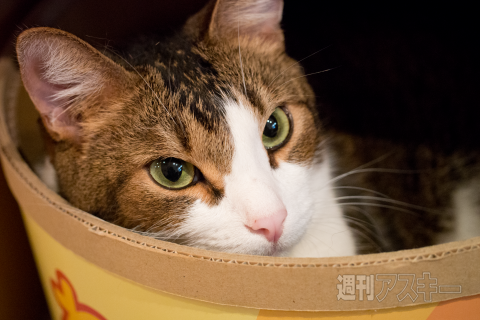 ネコカフェ行ってきた