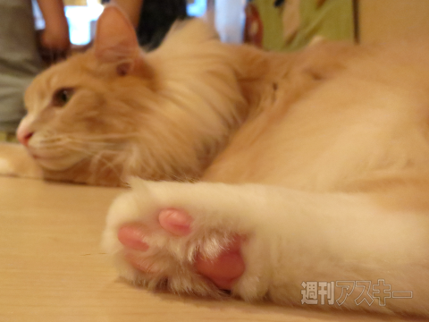 ネコカフェ行ってきた