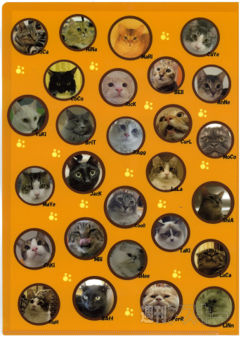 ネコカフェ行ってきた