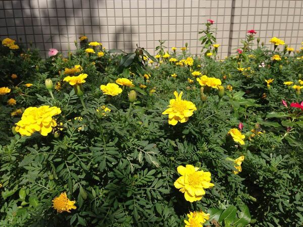 第5世代iPod touchファーストインプレ！