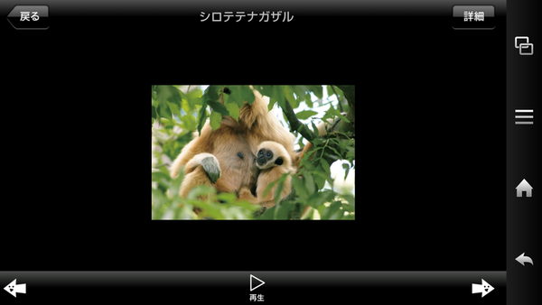 赤ちゃん動物図鑑100