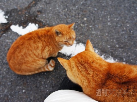 ネコ写真67連発