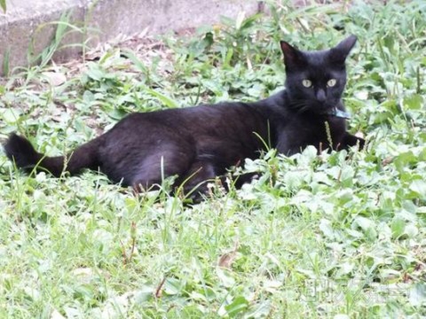 ネコ写真67連発