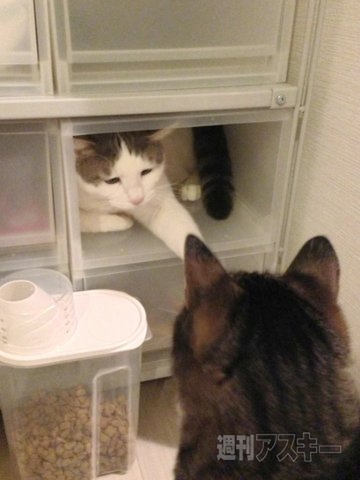 ネコ写真67連発