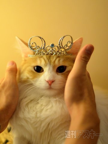 ネコ写真67連発