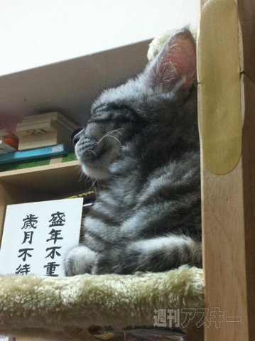 ネコ写真67連発