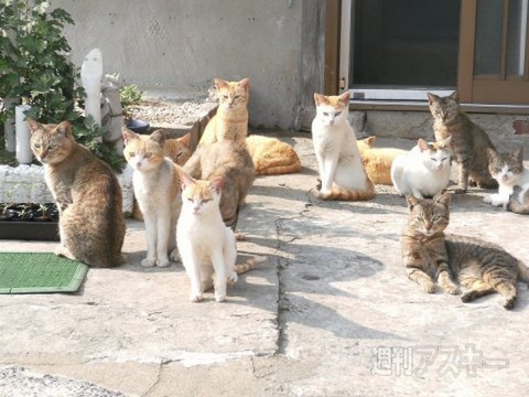 ネコ写真67連発