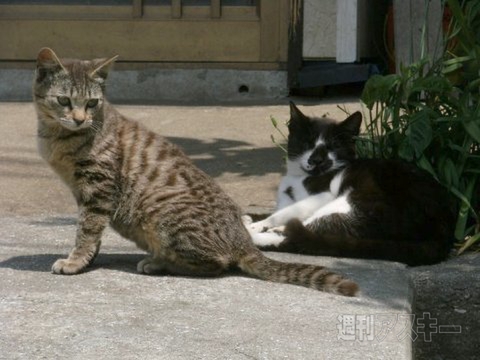 ネコ写真67連発