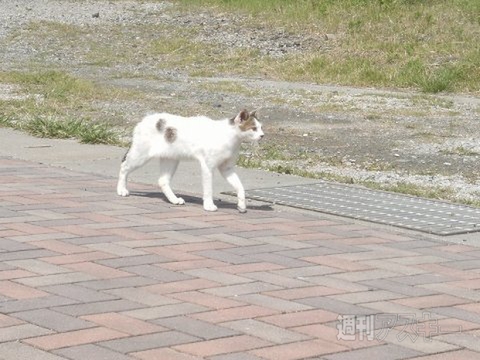 ネコ写真67連発