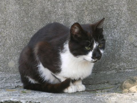 ネコ写真67連発