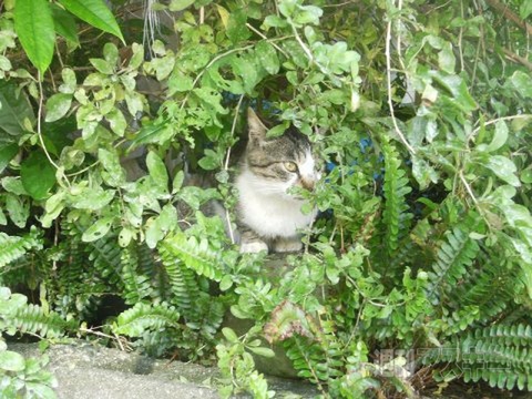 ネコ写真67連発