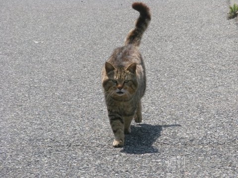 ネコ写真67連発