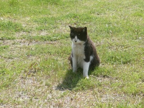 ネコ写真67連発