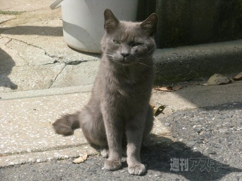 ネコ写真67連発