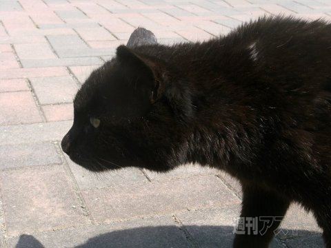 ネコ写真67連発