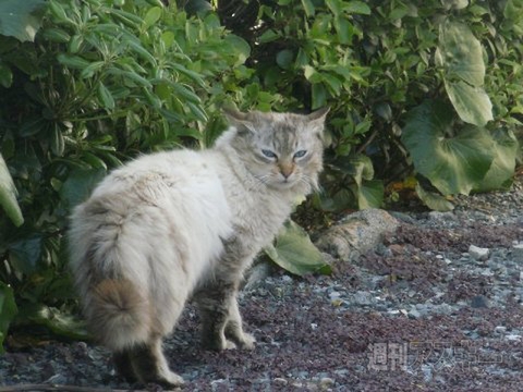 ネコ写真67連発