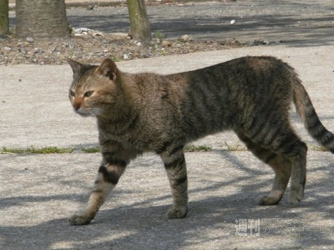 ネコ写真67連発