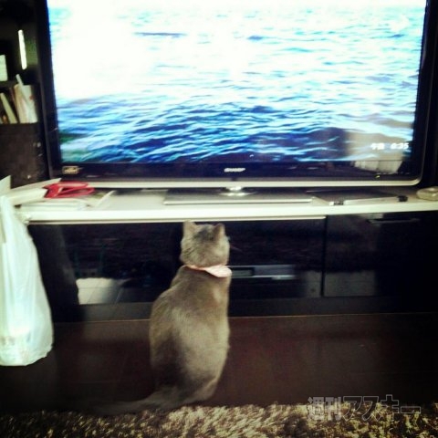 ネコ写真67連発