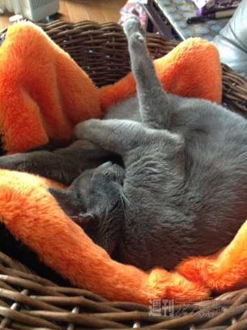 ネコ写真67連発