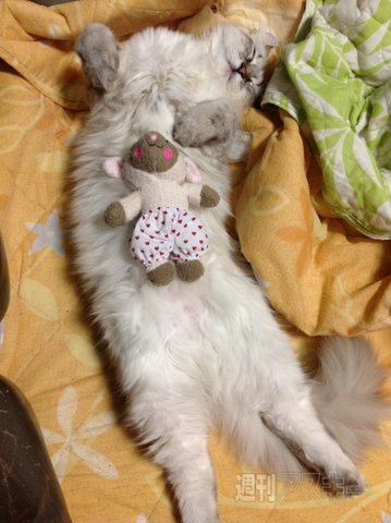 ネコ写真67連発