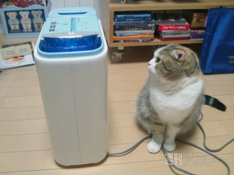 ネコ写真67連発