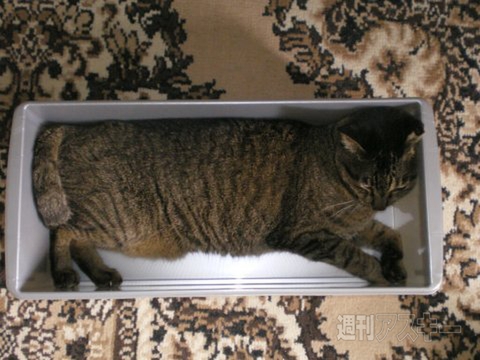 ネコ写真67連発