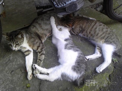 ネコ写真67連発