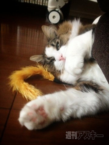 ネコ写真67連発